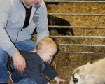 Lammetjes knuffelen op de markt